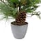 2ft. Unlit Real Touch™️ Mixed Pine & Cedar Artificial Christmas Tree in Gray Pot